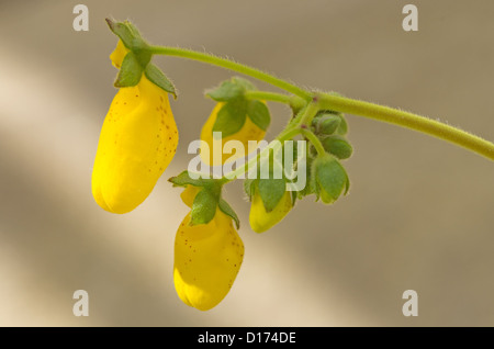 Calceolaria Andina Damenportemonnaie, Slipper Blume Stockfoto