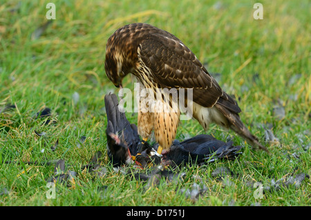 Habicht, nördlichen Habicht (Accipiter Gentilis) Rothabicht • Baden-Württemberg, Deutschland Stockfoto