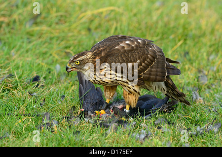 Habicht, nördlichen Habicht (Accipiter Gentilis) Rothabicht • Baden-Württemberg, Deutschland Stockfoto