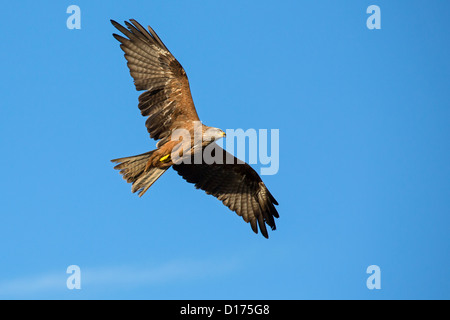 Schwarze Drachen im Flug Stockfoto