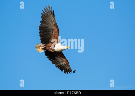 Afrikanischer Fisch-Adler im Flug Stockfoto