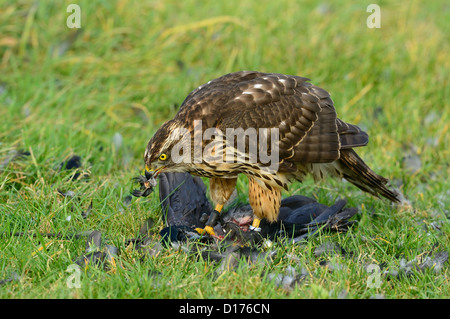 Habicht, nördlichen Habicht (Accipiter Gentilis) Rothabicht • Baden-Württemberg, Deutschland Stockfoto