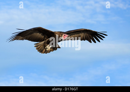 Mit Kapuze Geier im Flug Stockfoto