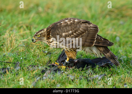 Habicht, nördlichen Habicht (Accipiter Gentilis) Rothabicht • Baden-Württemberg, Deutschland Stockfoto