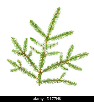 Christmas tree branch auf weißem Hintergrund Stockfoto
