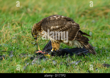 Habicht, nördlichen Habicht (Accipiter Gentilis) Rothabicht • Baden-Württemberg, Deutschland Stockfoto