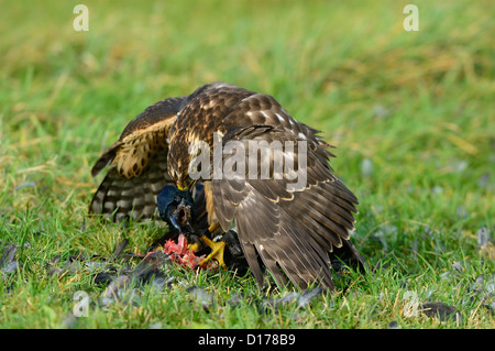 Habicht, nördlichen Habicht (Accipiter Gentilis) Rothabicht • Baden-Württemberg, Deutschland Stockfoto