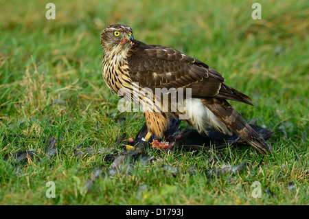 Habicht, nördlichen Habicht (Accipiter Gentilis) Rothabicht • Baden-Württemberg, Deutschland Stockfoto