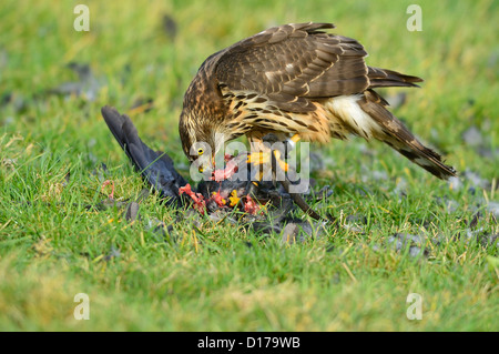 Habicht, nördlichen Habicht (Accipiter Gentilis) Rothabicht • Baden-Württemberg, Deutschland Stockfoto