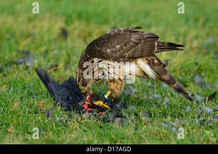 Habicht, nördlichen Habicht (Accipiter Gentilis) Rothabicht • Baden-Württemberg, Deutschland Stockfoto