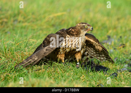 Habicht, nördlichen Habicht (Accipiter Gentilis) Rothabicht • Baden-Württemberg, Deutschland Stockfoto