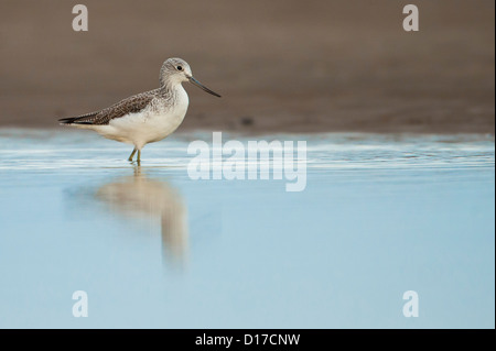 Ein Grünschenkel, fotografiert am Strand von Ayr, Schottland. Stockfoto