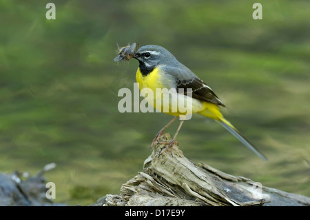 Gebirgsstelze (Motacilla Cinerea) graue Bachstelze • Baden-Württemberg Deutschland Stockfoto