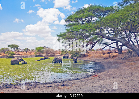 Eine Herde von afrikanischen Elefanten (Loxodonta Africana) am Wasserloch in Afrika; Tansania; Tarangire-Nationalpark; Wildpark Safari Stockfoto