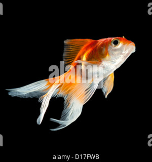 Goldfische auf einem dunklen schwarzen Hintergrund isoliert Stockfoto