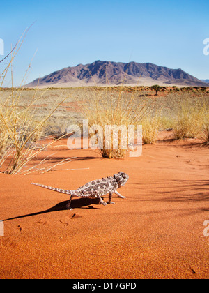 Wüste Chamäleon in seiner Umgebung in Namibia