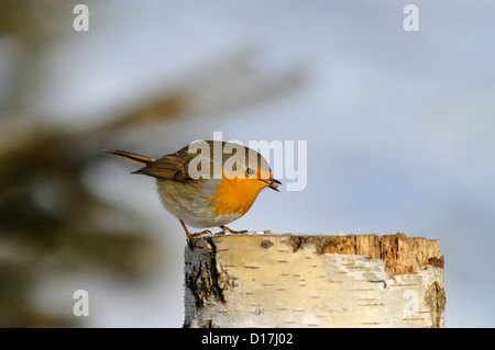Rotkehlchen (Erithacus Rubecula) Robin • Baden-Württemberg; Deutschland Stockfoto