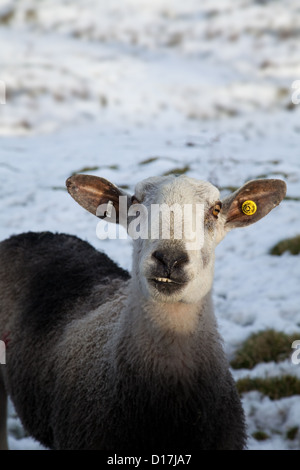 Ohr getaggt Blue Leicester Ram im Schnee in der Nähe von Tres Cantos, Wensleydale in der North Yorkshire Dales, Großbritannien Stockfoto