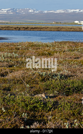 Eiderente weiblich auf Nest Landschaft Islands Porträt Stockfoto