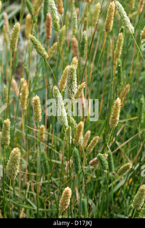 Bauchige Canary Grass, Phalaris Aquatica, Poaceae. S.-Europa, Australien, weltweit. Stockfoto