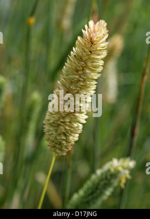 Bauchige Canary Grass, Phalaris Aquatica, Poaceae. S.-Europa, Australien, weltweit. Stockfoto