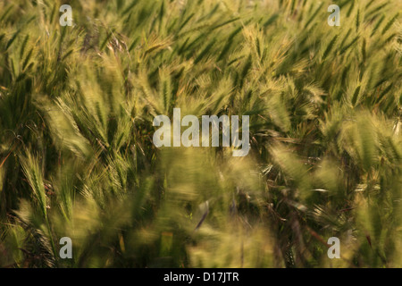 Wand-Gerste (Hordeum Murinum) vor Wind, Lage männlichen Karpaty, Slowakei. Stockfoto