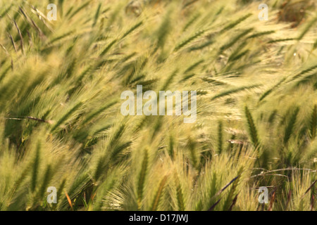 Wand-Gerste (Hordeum Murinum) vor Wind, Lage männlichen Karpaty, Slowakei. Stockfoto