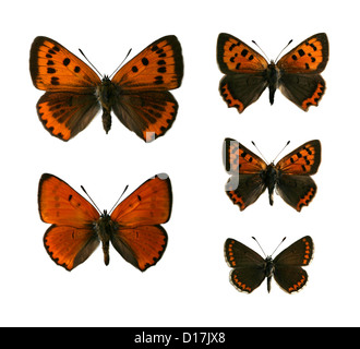 Große Kupfer-Schmetterlinge, Lycaena Dispar, kleine Kupfer-Schmetterlinge, Lycaena Phlaeas und Brown Argus Schmetterling, Aricia agestis Stockfoto