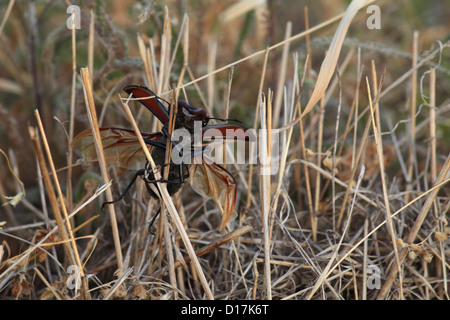 Männliche Hirschkäfer (Lucanus Cervus), Standort männlichen Karpaty, Slowakei. Stockfoto