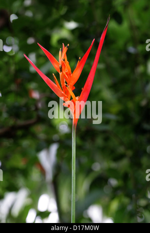 Blume, Heliconia Psittacorum, Heliconiaceae Papageien. Karibischen Raum und im nördlichen Südamerika.  Aka Papagei den Schnabel, Sittich Blume. Stockfoto