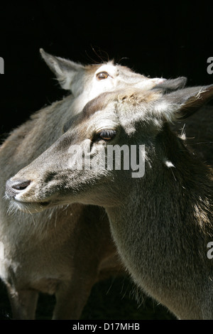 Schwein, Hirsch, indochinesischen Hog Hirsche, Thai Schwein-Rotwild, Axis Porcinus, Cervidae. Heimisch: Bangladesch, Bhutan, Kambodscha, Indien, Nepal. Stockfoto