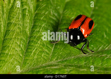 Vier-spotted Käfer Blattstiel Clytra Laeviuscula, Crisomelidae, Campaegli, Monti Simbruini Regionalpark, Latium, Italien Stockfoto