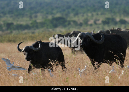 Black Buffalo, Syncerus Caffer, Horntiere, Mugie Heiligtum, Kenia, Afrika Stockfoto