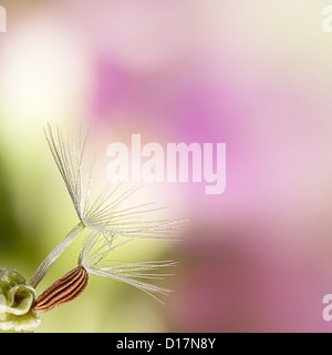 abstrakte Blume Löwenzahn Hintergrund, extreme Nahaufnahme mit schönen Hintergrundfarbe Stockfoto