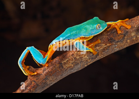 Baum Nebel kriecht im Amazonas-Regenwald-Cruziohyla-cacarifer Stockfoto