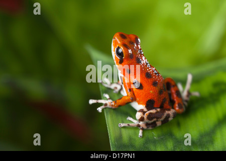 rote Frosch Erdbeere Pfeilgiftfrosch im tropischen Regenwald Bocas del Toro in Panama Stockfoto