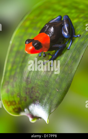 rote Leitung Pfeilgiftfrosch auf Blatt im Amazonas Regenwald Peru Stockfoto