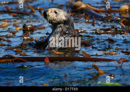 Eine südliche Seeotter (Enhydra Lutris Nereis) in Elkhorn Slough, Kalifornien. Stockfoto