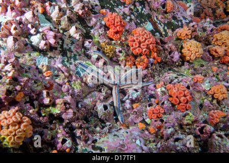 Ein Seestern fügt sich an einem Korallenriff auf der Cocos-Insel vor der Küste von Costa Rica. Stockfoto