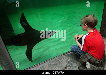 Prager Zoo, Kind, beobachten Sie den schwimmenden Seelöwen Stockfoto