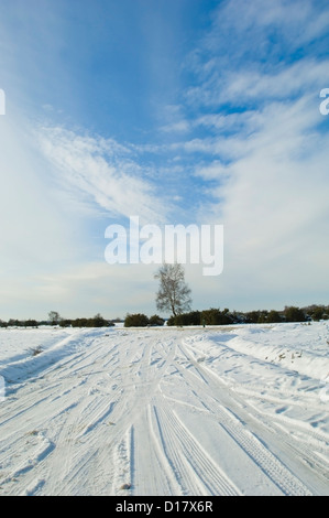 Reifenspuren auf frisch gefallenem Schnee auf Heide im New Forest, England Stockfoto