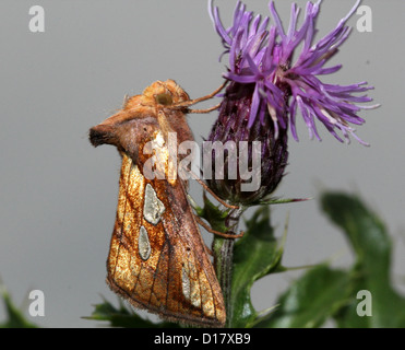 Detaillierte Makro Bild von einem Gold Spot-Eule (Plusia Festucae, ein Owlet Moth) posiert auf einem lila Distel Blume Stockfoto
