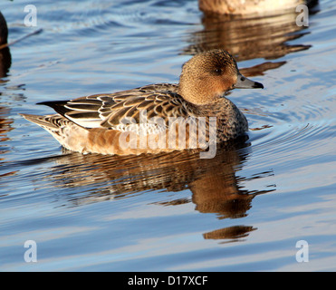 Nahaufnahme einer weiblichen eurasischen Witwe (Mareca penelope) im Wintergefieder beim Schwimmen in einem See Stockfoto