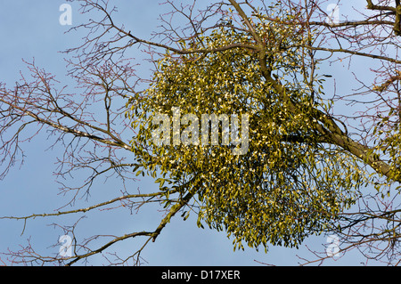 Mistel (Viscum Album) wächst auf einem großen Baum Winter Dezember Stockfoto