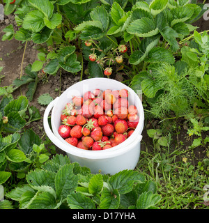 einen Eimer mit frisch gepflückten Erdbeeren Stockfoto