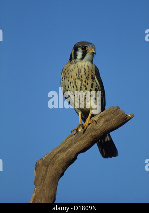 AMERIKANISCHEN Falken (Falco Sparverius) erwachsenen männlichen New Jersey USA Stockfoto