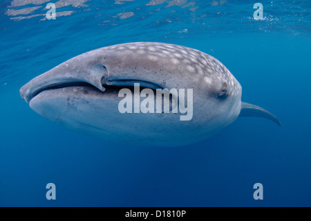 Ein Walhai Rhincodon Typus, ernährt sich von kleinen Fischen gefüttert, es von einem Fischer auf einem Bagan, Indonesien Stockfoto