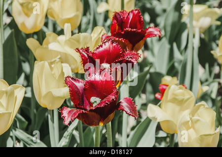 Ein Bereich der gelbe und violette Tulpen. Drei violette Tulpen. Stockfoto