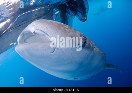 Ein Walhai Rhincodon Typus, ernährt sich von kleinen Fischen gefüttert, es von einem Fischer auf einem Bagan, Indonesien Stockfoto