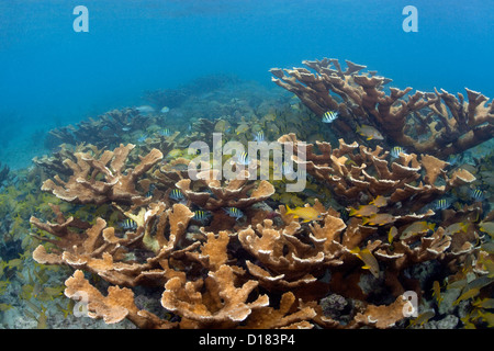 Ein gesunde Stand der Elkhorn Coral wimmelt nur so von Leben im Meer. Stockfoto